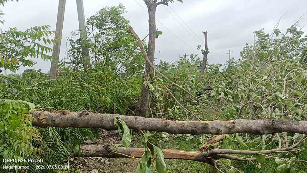 విద్యుత్ అధికారుల దౌర్జన్యం .. ట్రీ కటింగ్ పేరుతో 18 భారీ టేకు వృక్షాల తొలగింపు