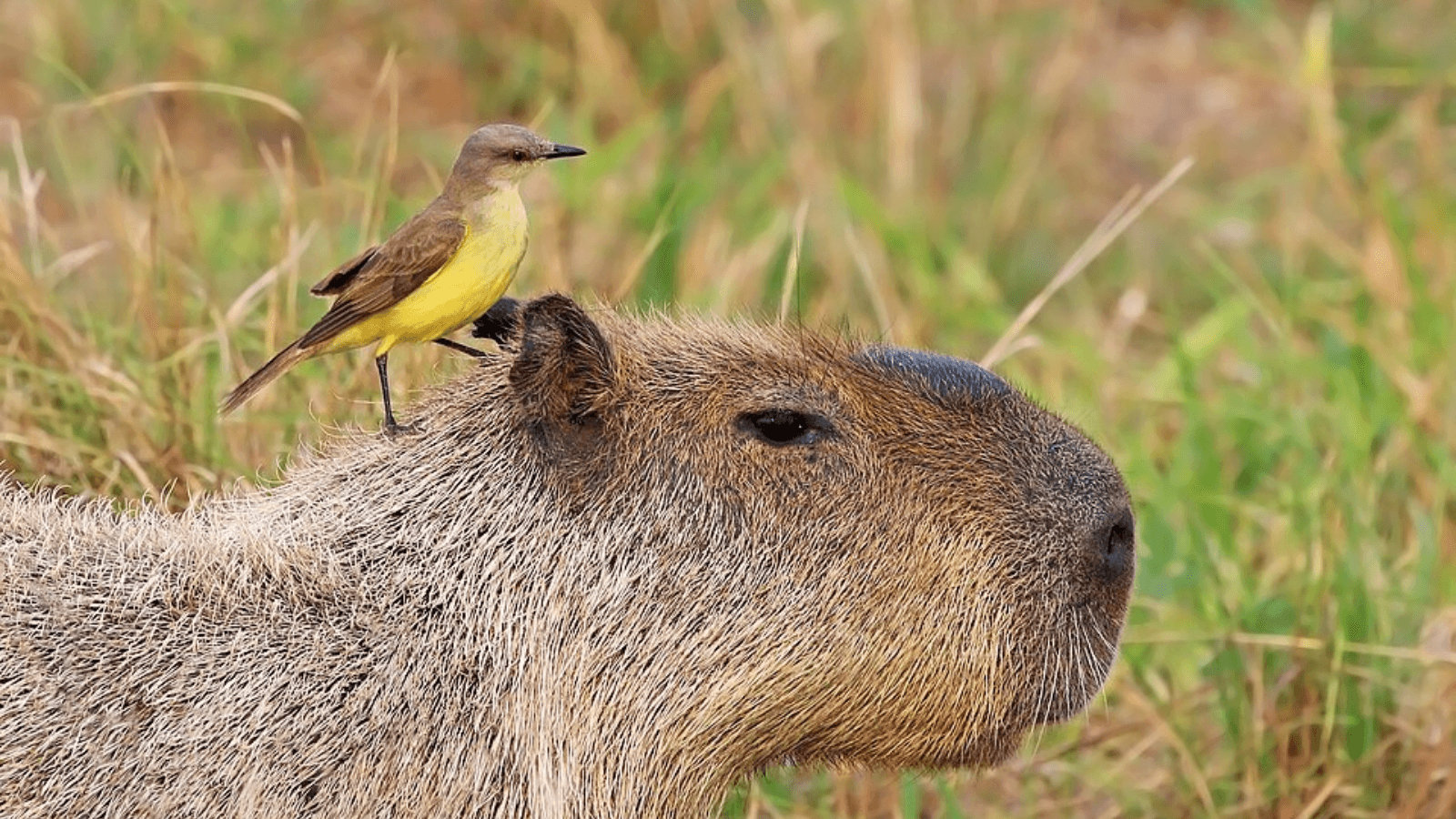Everything You Didnt Know About Capybara