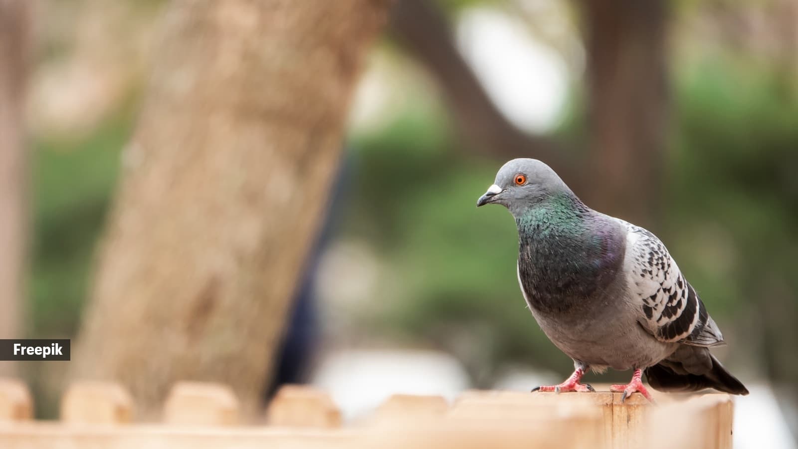 A Hidden Liver Compass May Help Pigeons Navigate Long Distances