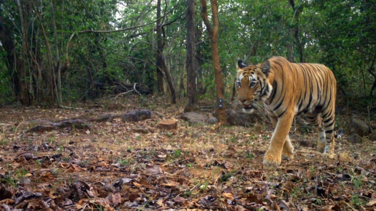 Satpura Melghat Tiger Corridor Railway Line Forest Clearance