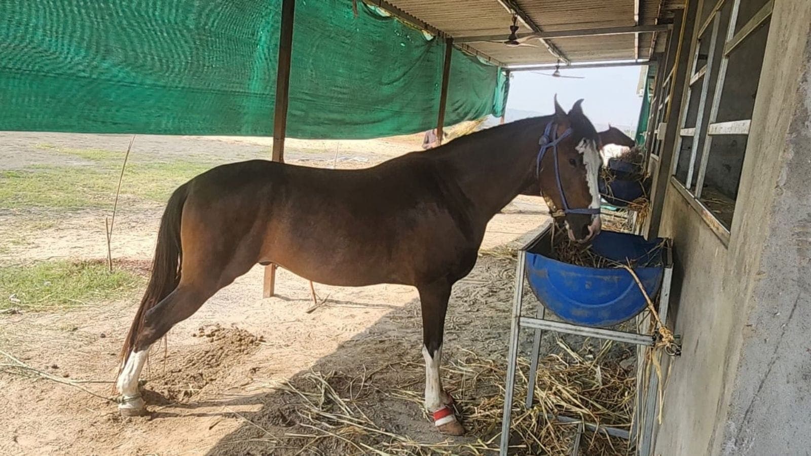Surat Nri Severed Thumb Replantation Surgery Horse Bite