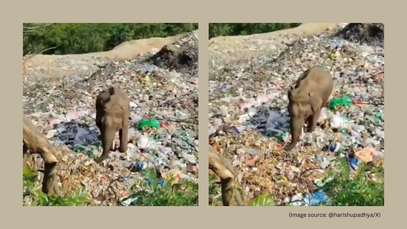 Karnataka Elephant Eating Plastic Waste Mm Hills Video Viral