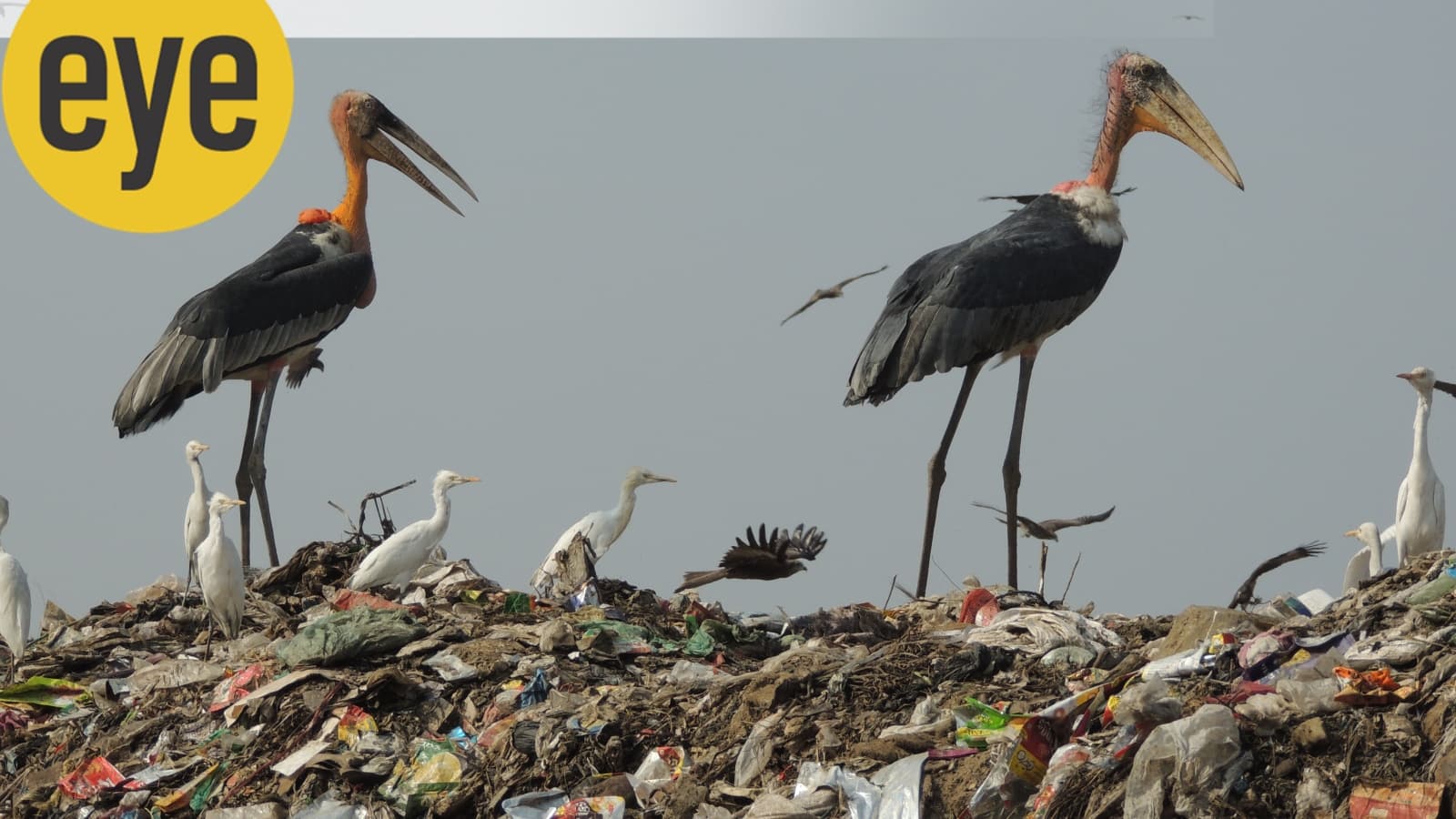 Why Many Species Of Birds Love Landfills