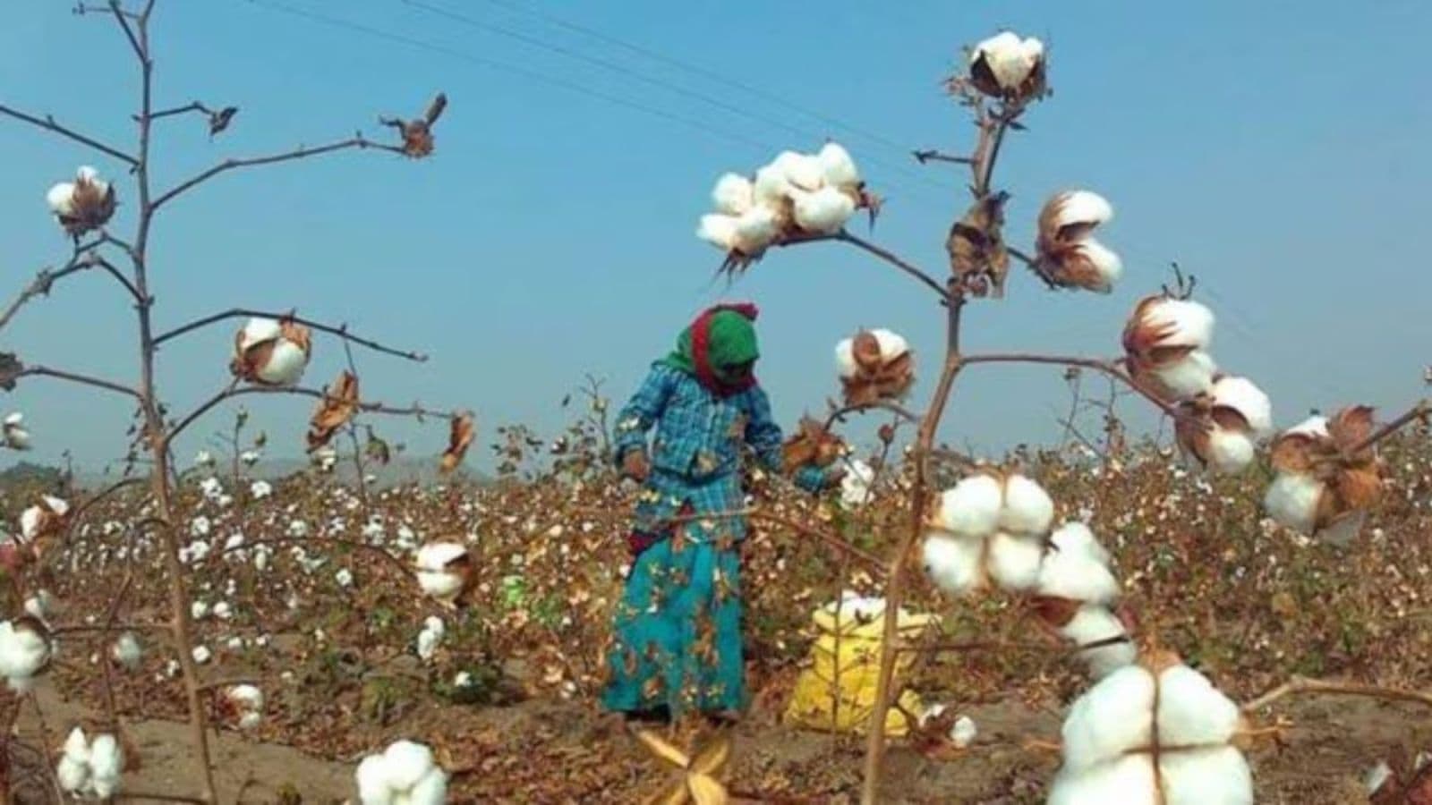 In Cotton Fields Policy Is Undoing What Science Built Thats The Challenge For The Cotton Productivity Mission