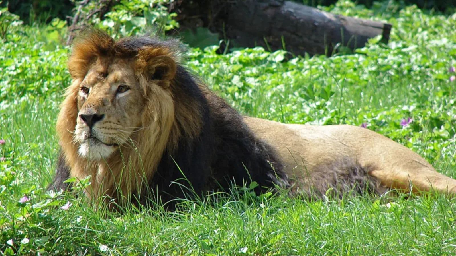 Gujarat Amreli Lion Attack Restaurant Worker Killed