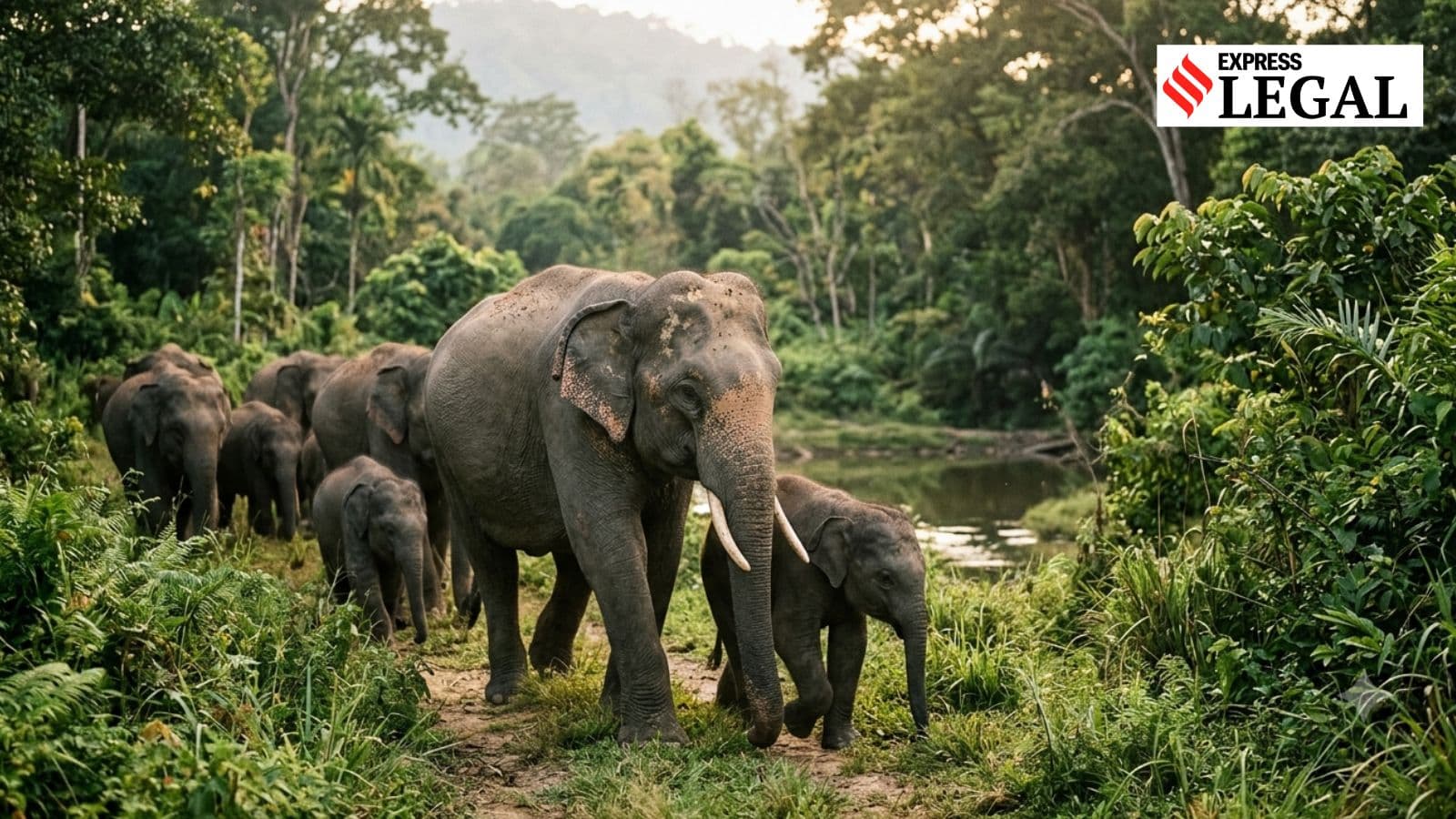 Where Did Missing Circus Elephants Court Bengal 6 Weeks Trace