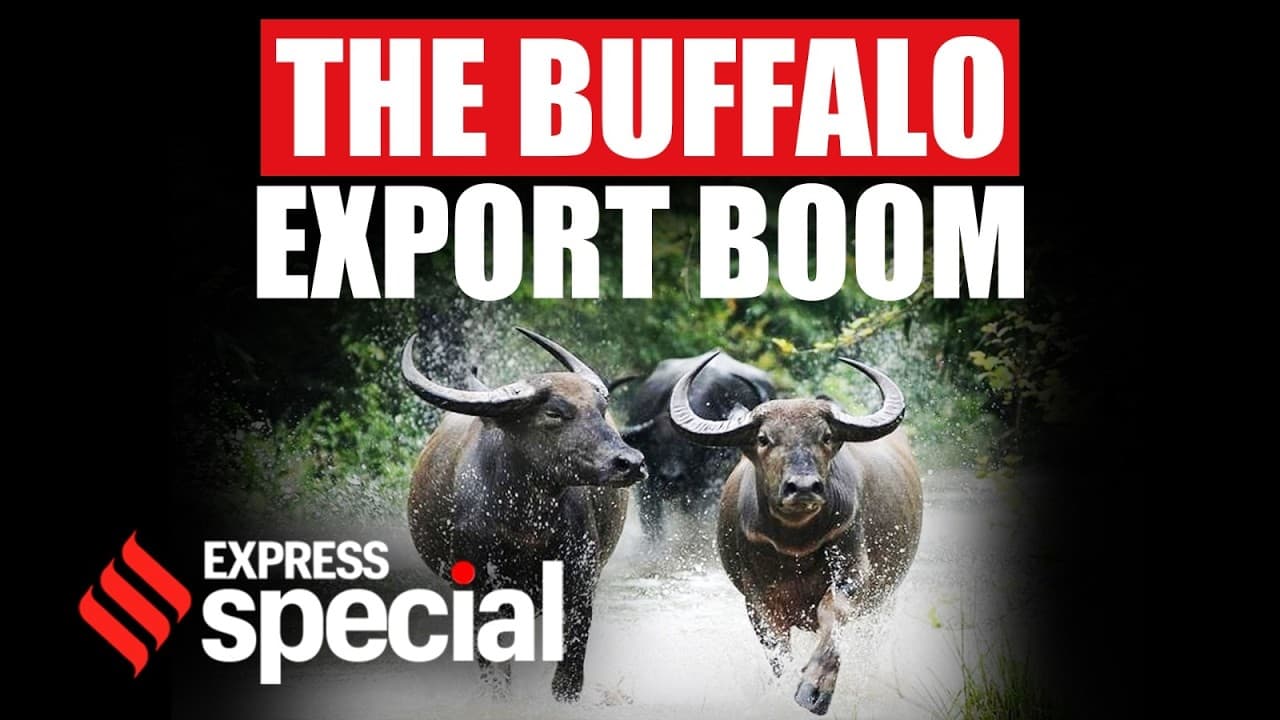 why buffaloes not cows drive indias meat export boom indian express special