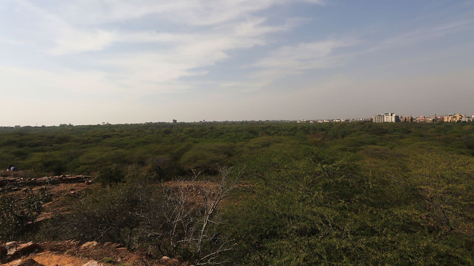 At Delhi’s Ridge, contempt of court claims ‘pause’ removal of invasive trees