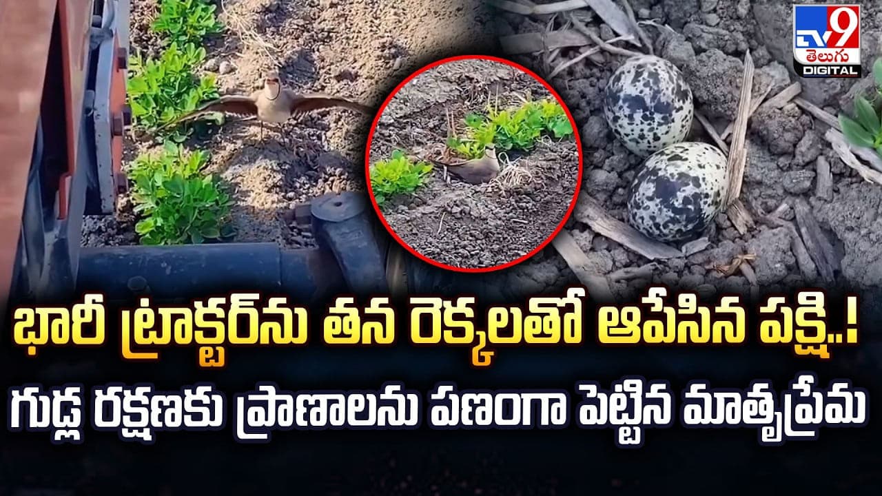 భారీ ట్రాక్టర్ ను తన రెక్కలతో ఆపేసిన పక్షి..! గుడ్ల రక్షణకు ప్రాణాలను పణంగా పెట్టిన మాతృప్రేమ