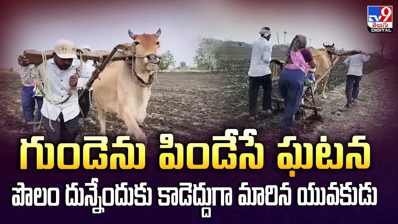 గుండెను పిండేసే ఘటన పొలం దున్నేందుకు కాడెద్దుగా మారిన యువకుడు