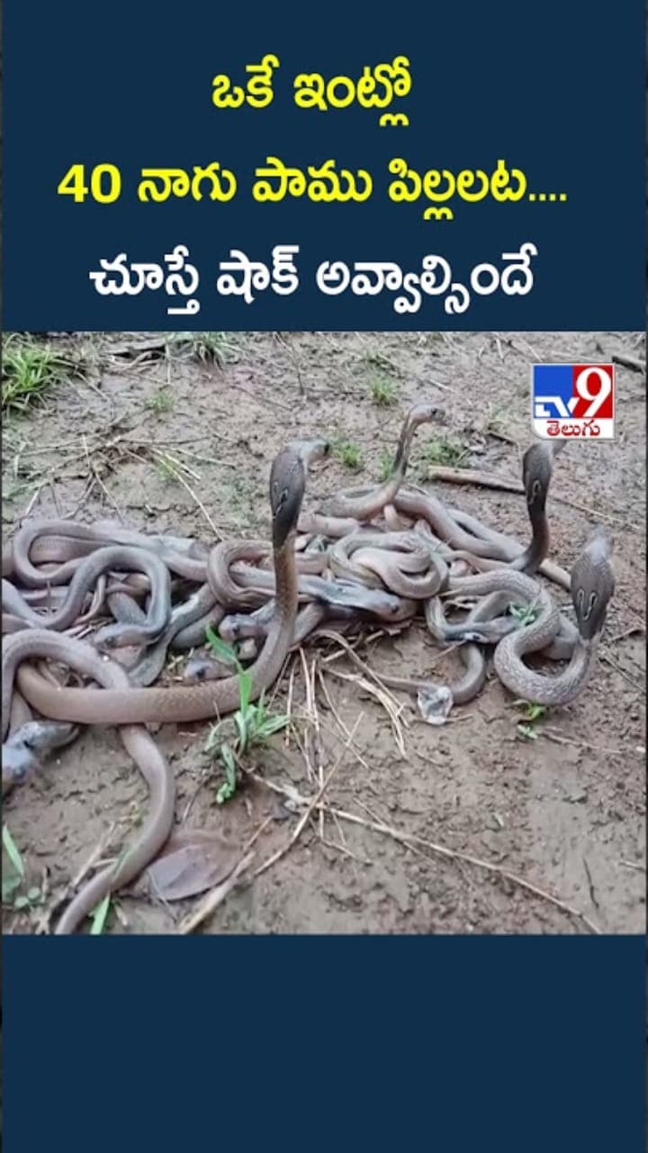 ఒకే ఇంట్లో 40 నాగుపాము పిల్లలు....చూస్తే షాక్ అవ్వాల్సిందే