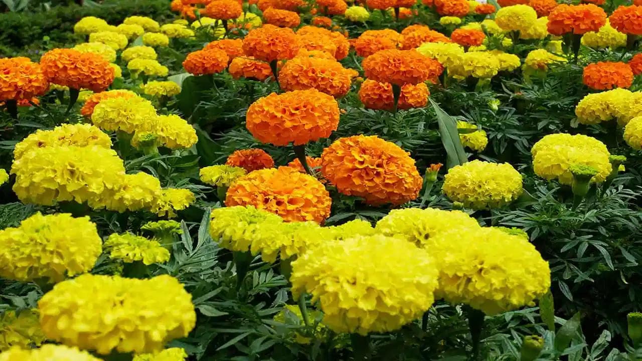 ఇంటి ముందు బంతి మొక్కలు ఉండటం మంచిదేనా