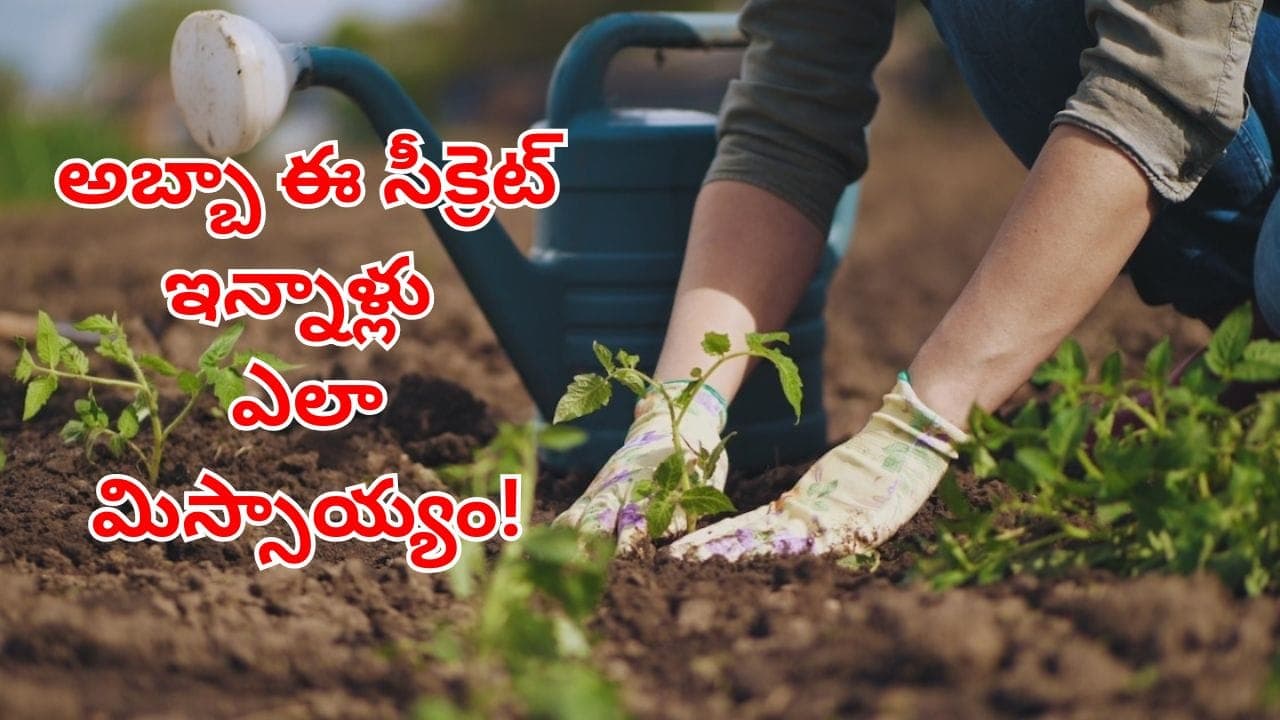 మొక్కలు నాటేప్పుడు మట్టిలో ఇదొక్కటి కలిపితే చాలు.. పండ్లైన, పూలైన గుత్తులు గుత్తులు కాయాల్సిందే!