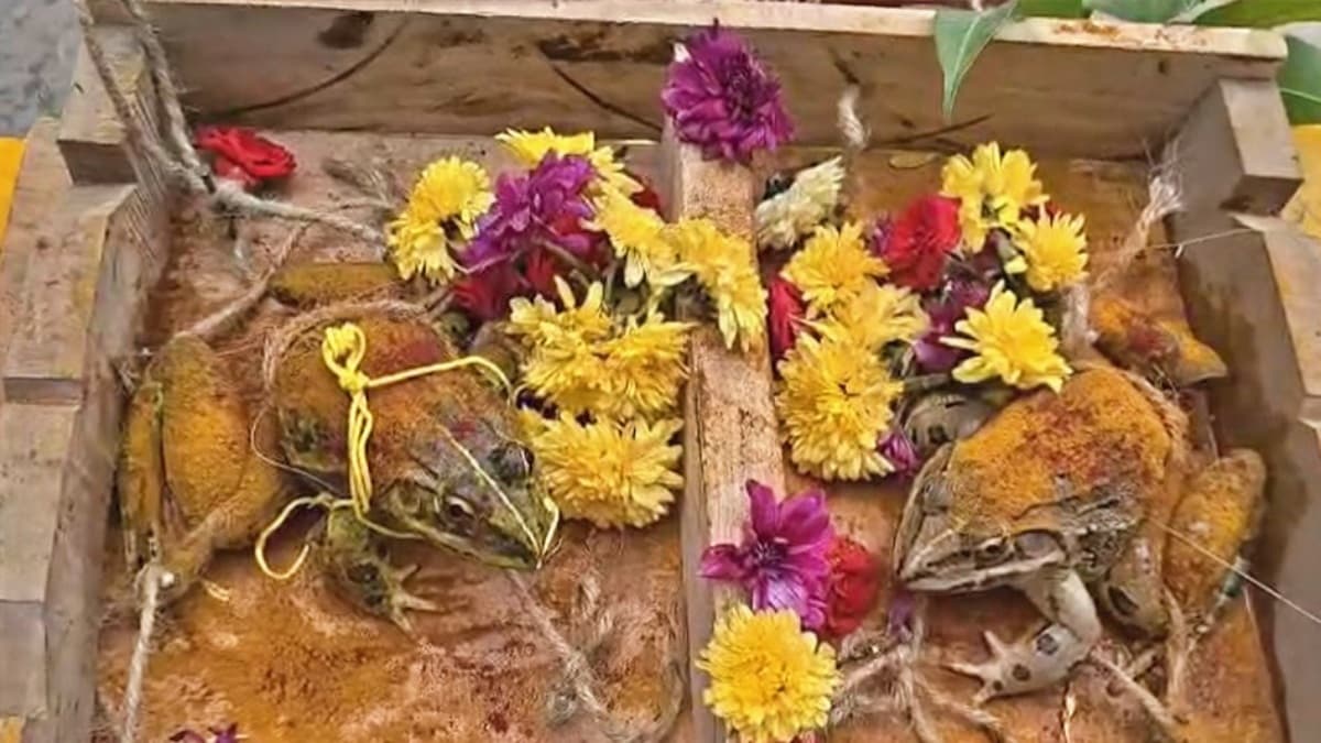 కోనసీమలో ఘనంగా కప్పల పెళ్లి.. బ్యాండ్ మేళంతో వీధుల్లో ఊరేగింపు.. వర్షాలు కురవాలని