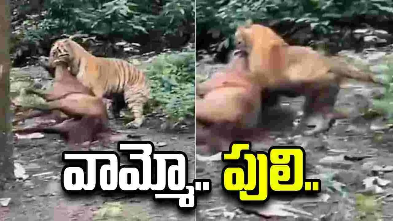 బాబోయ్ పులి.. గుర్రాన్ని ఎలా ఈడ్చుకెళ్తోందో చూడండి.. షాకింగ్ వీడియో వైరల్