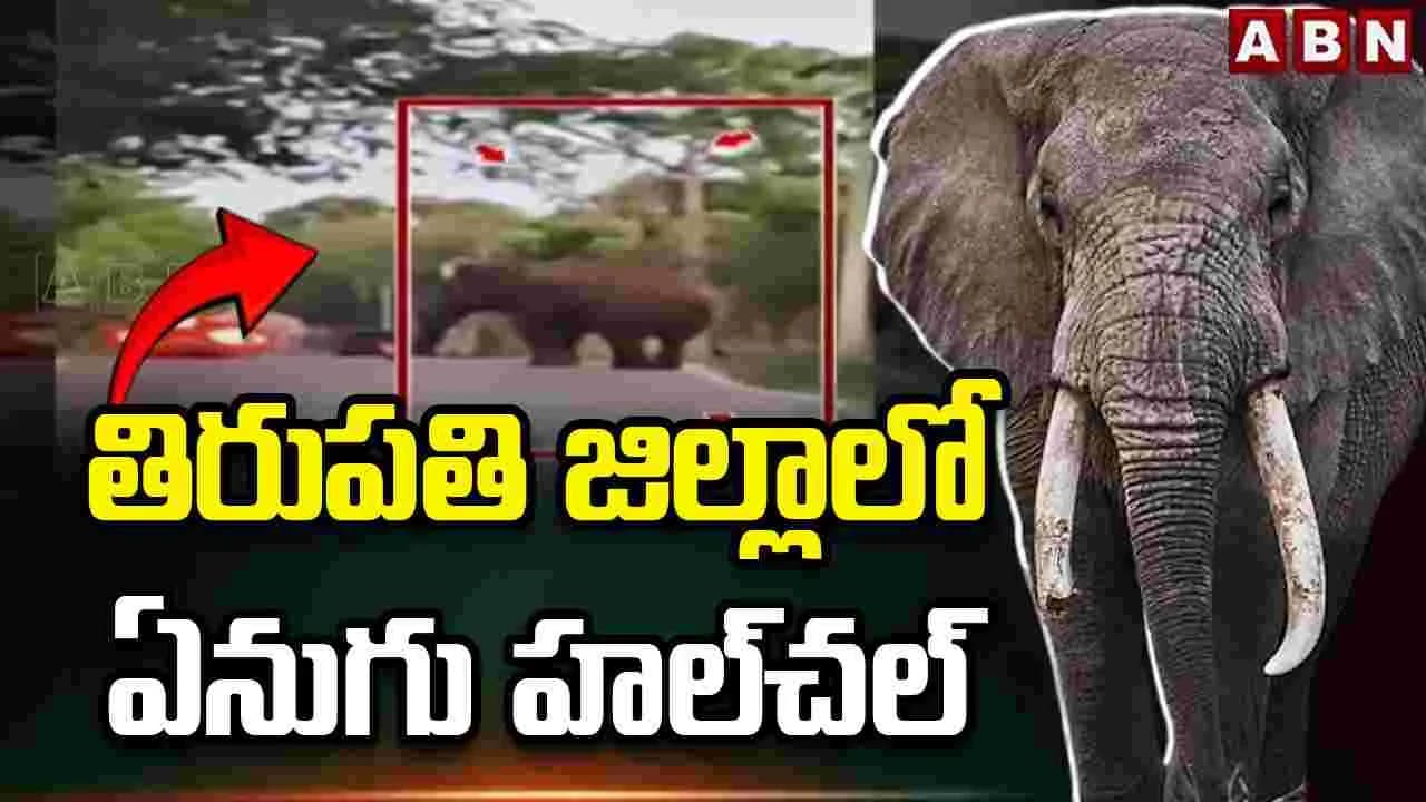 తిరుపతి జిల్లా తలకోనలో ఏనుగు హల్ చల్