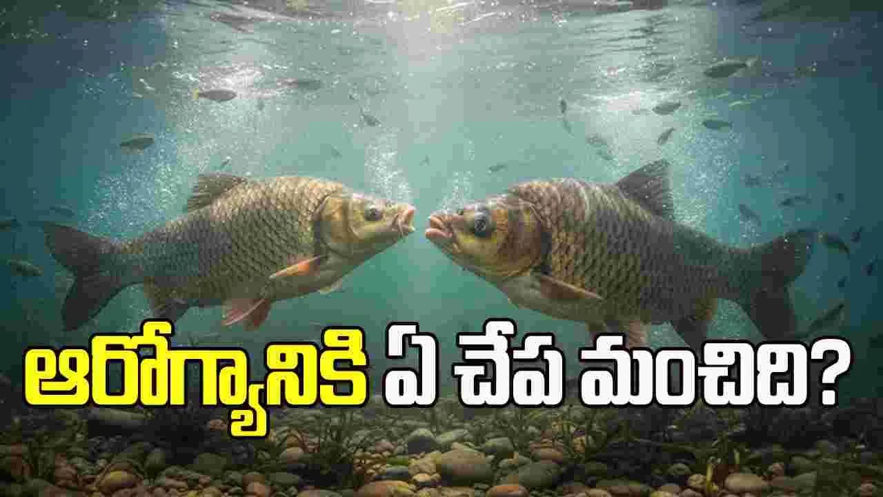 వర్షాకాలంలో ఏ చేప ఆరోగ్యానికి మంచిదో తెలుసా