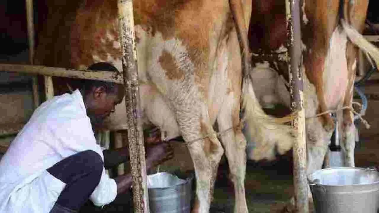పశువుల బీమా రాయితీ పెంపు