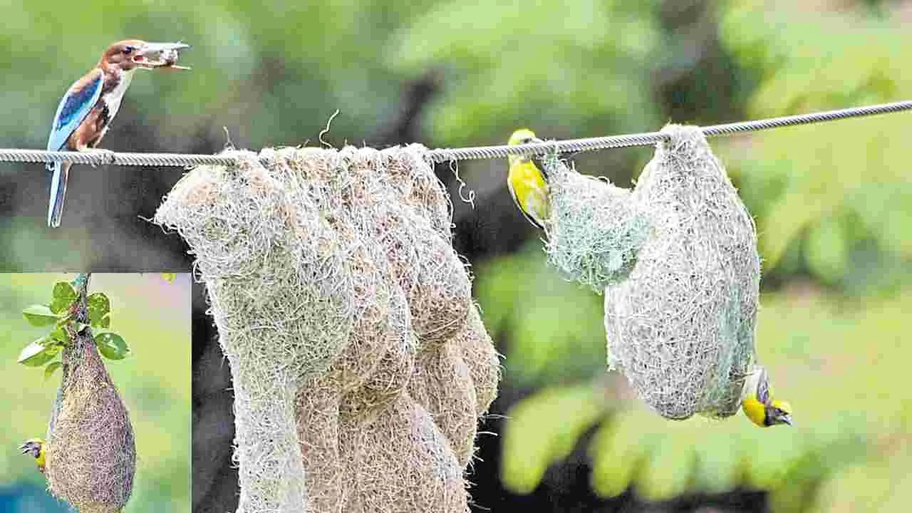 పిట్ట బతుకే ఎంతొ హాయి