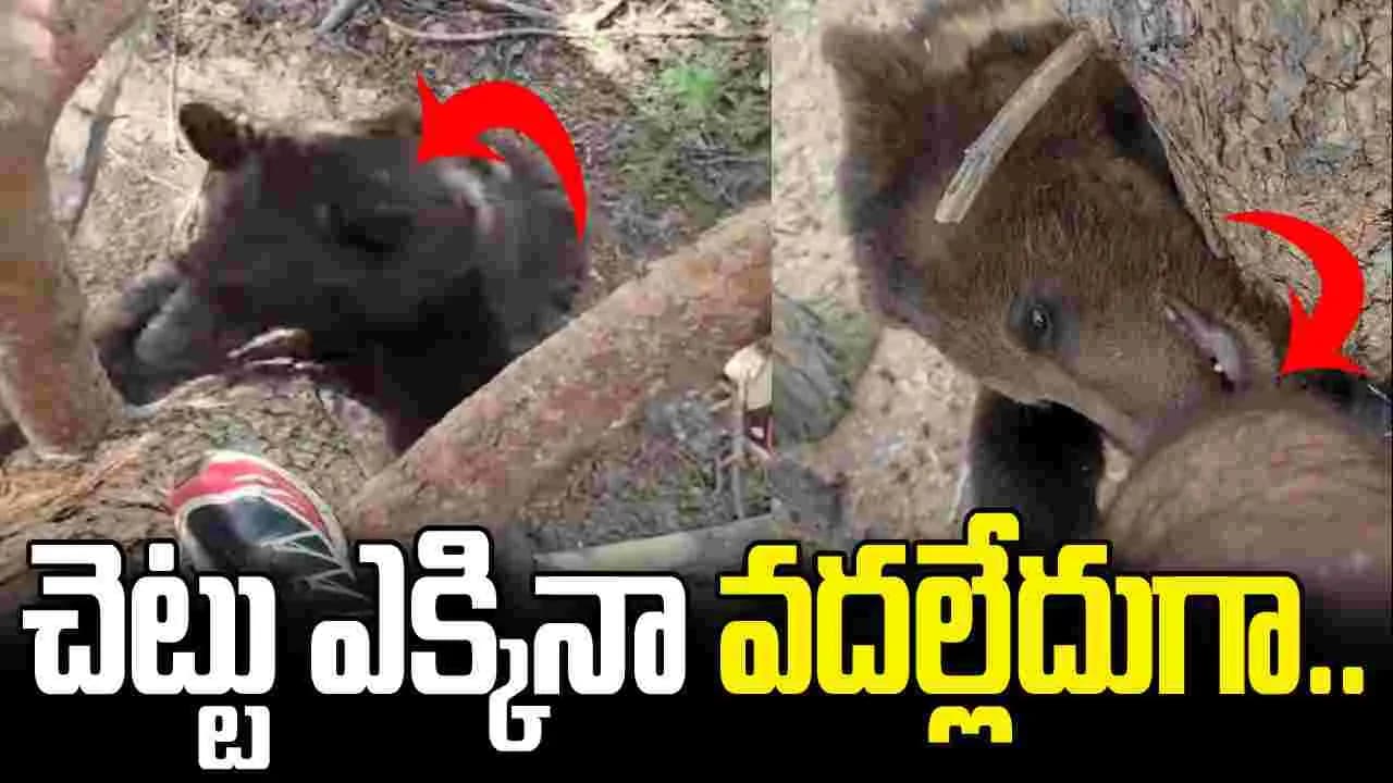 ఎలుగుబంట్లను చూసి చెట్టు ఎక్కేశాడు.. చివరికి జరిగింది చూస్తే