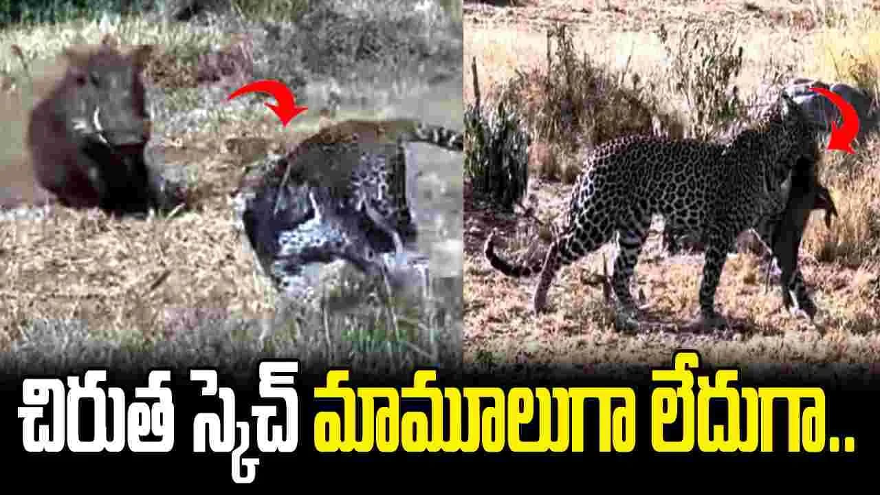 పిల్ల నుంచి తల్లిని వేరు చేసి.. చిరుత స్కెచ్ చూస్తే మతిపోవాల్సిందే