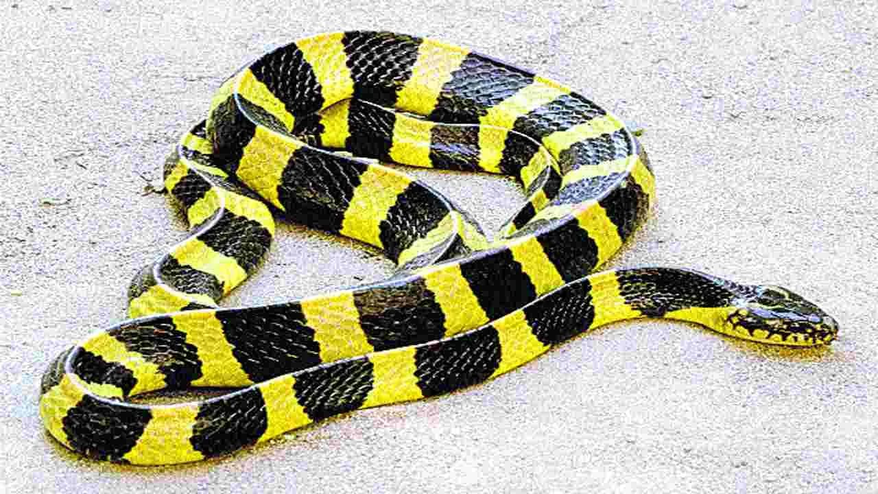 వరంగల్ జిల్లాలో అరుదైన పాము