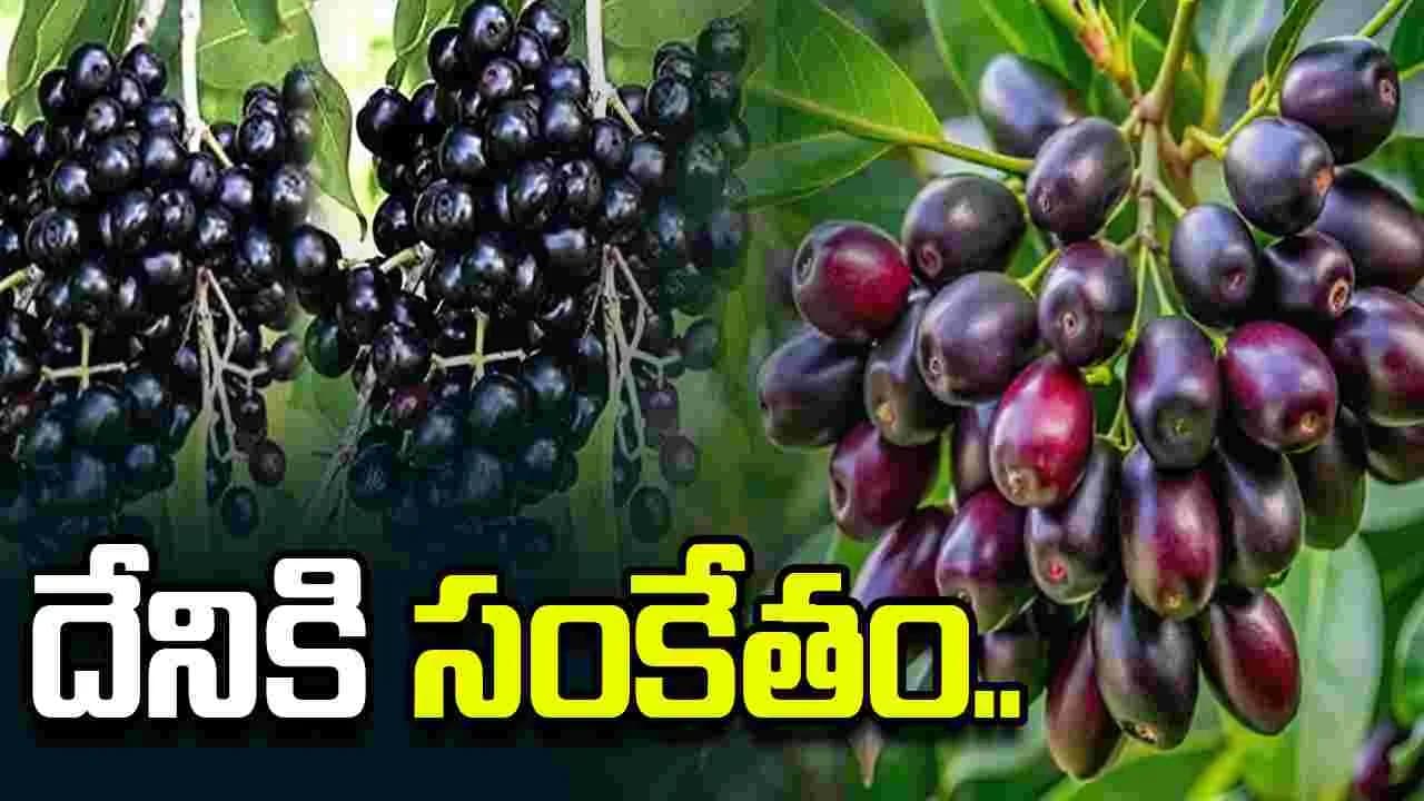 నేరేడు పళ్లు విరగ కాస్తున్నాయి.. ఇది కరువుకు సంకేతమా