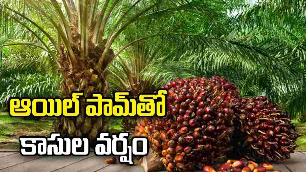ఆయిల్ పామ్ తో కాసుల వర్షం