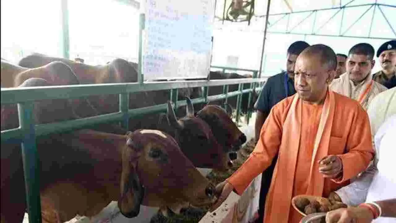 ఆవులపై ద్వంద్వ ప్రమాణాలు మానండి.. యోగి స్ట్రాంగ్ కౌంటర్