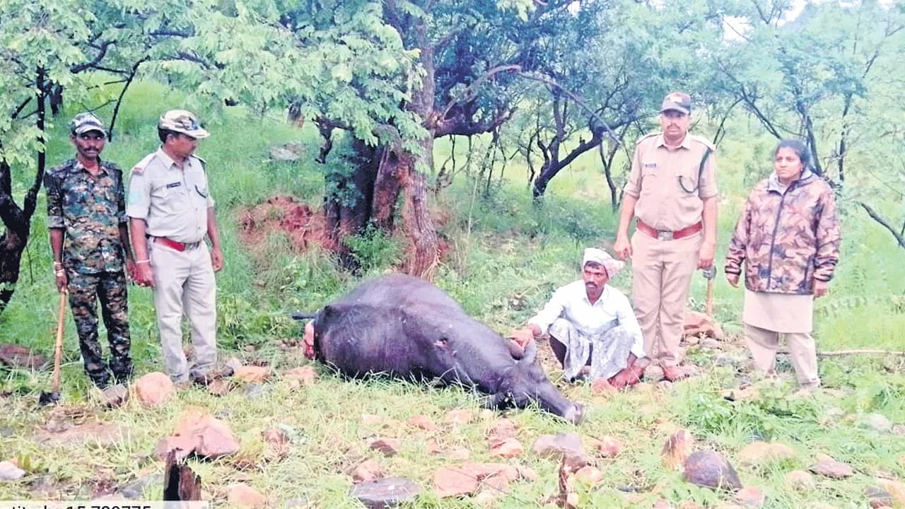 అడవి జంతువుల దాడిలో పరిహారం పెంపు