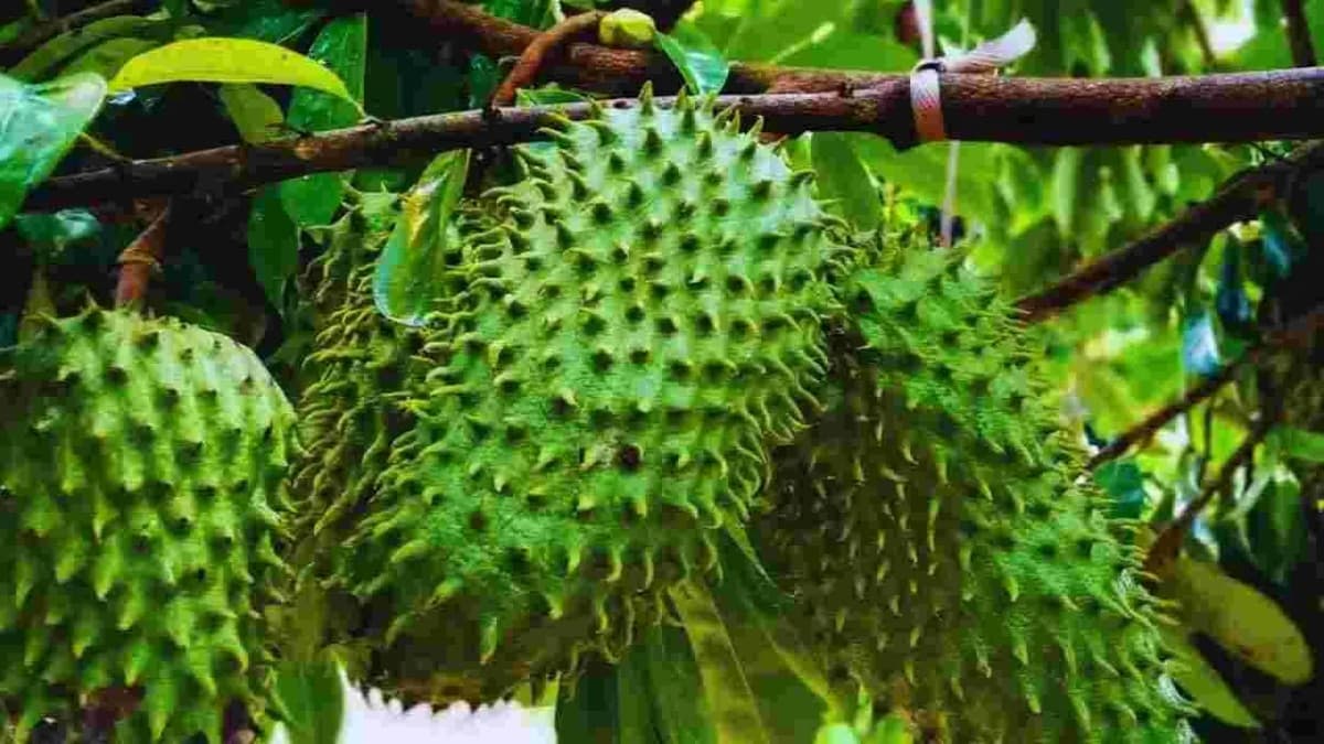 ఈ పండు తింటే క్యాన్సర్ మాయం? మార్కెట్లో విపరీతమైన డిమాండ్.. సాగుతో తెలుగు రాష్ట్రాల రైతులకు భారీ ప్రాఫిట్