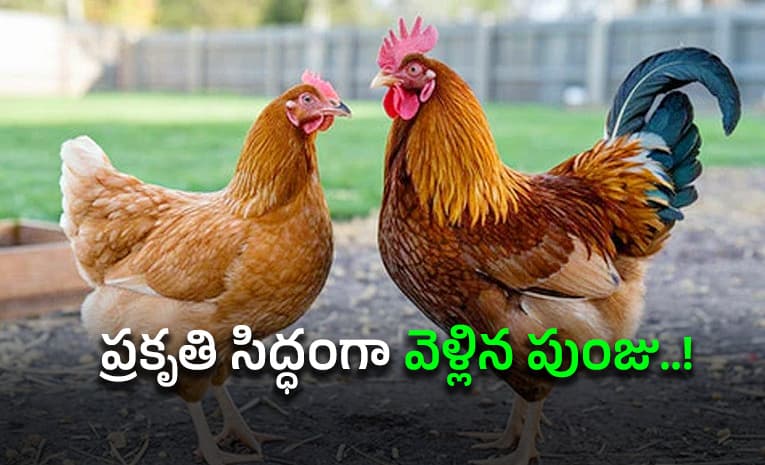 పుంజు పెట్ట వద్దకు వెళ్లిందని గొడవ