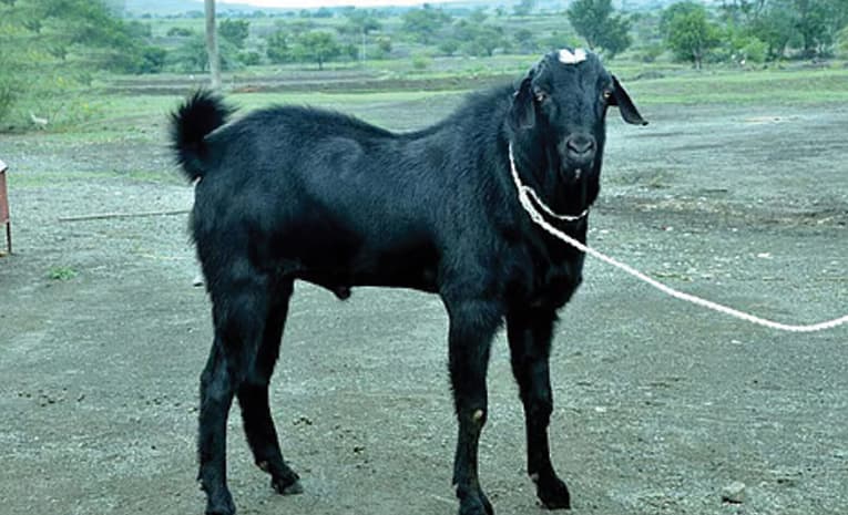 సంప్రదాయమా.. క్రూరత్వమా? మేక బలిపై దుమారం