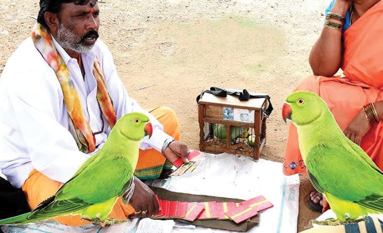 పలకని చిలుక