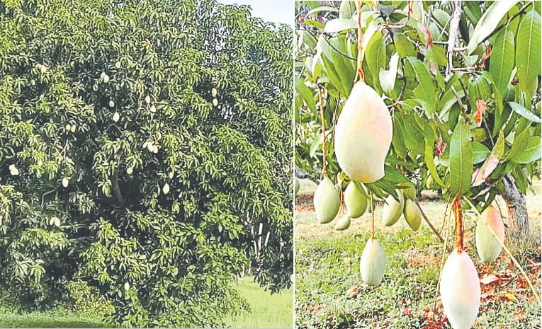 కలెక్టర్ మామిడి కాయలు చెట్టు ఎప్పుడైనా చూసారా