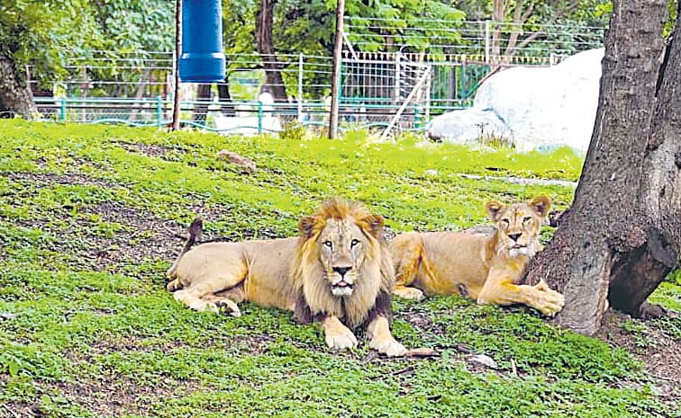 ఈ 'రారాజు'కు ఓ రోజు