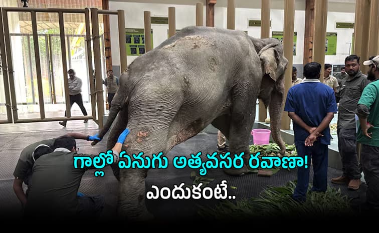 ఎయిర్ లిఫ్ట్ ద్వారా వంతారాలో జాయ్ మతి’కి వైద్యం