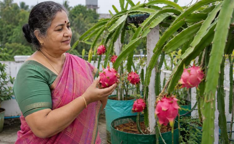 వారెవ్వా.. డ్రాగన్ఫ్రూట్ సాగుతో నెలకు రూ. 4 లక్షలు