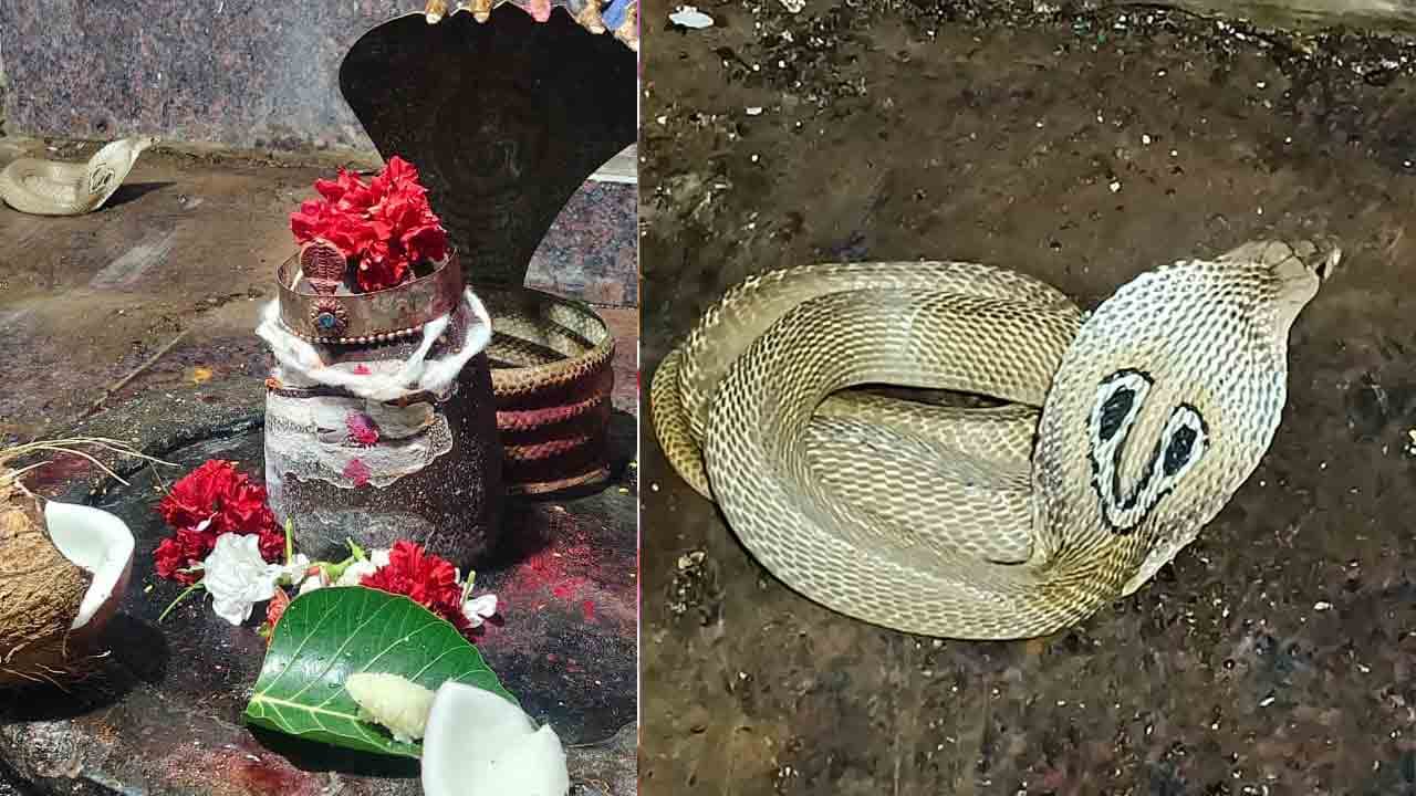 రచ్చపల్లిలోని శ్రీసాంబమూర్తి గర్భగుడిలో శ్వేత నాగు ప్రత్యక్షం