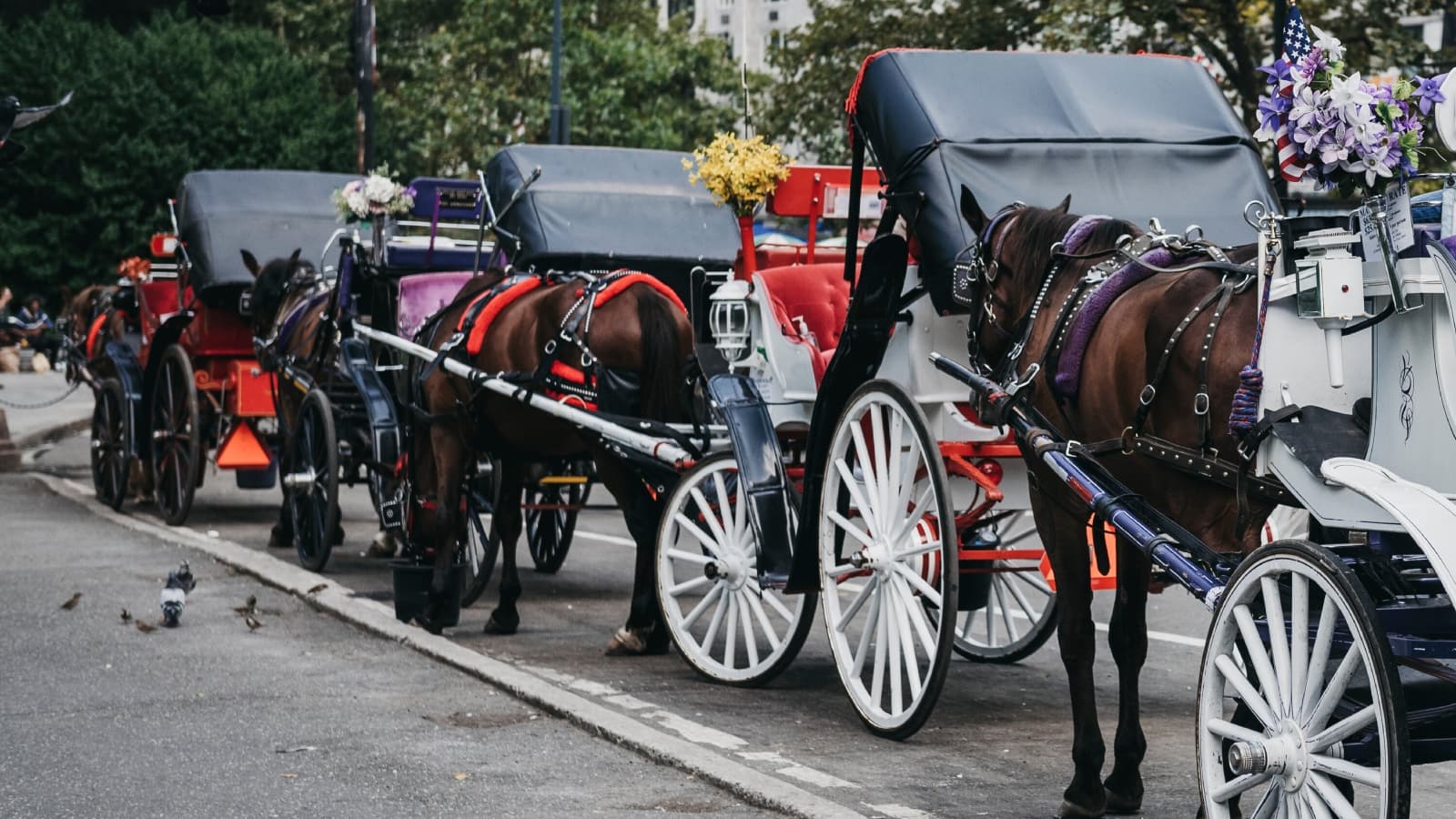 Indian Teen Dies After Horse Carriage Gets Loose In New York Central Park