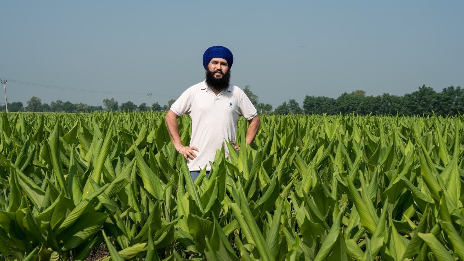 Golden Harvest Bumper Sales Man Tripled Income