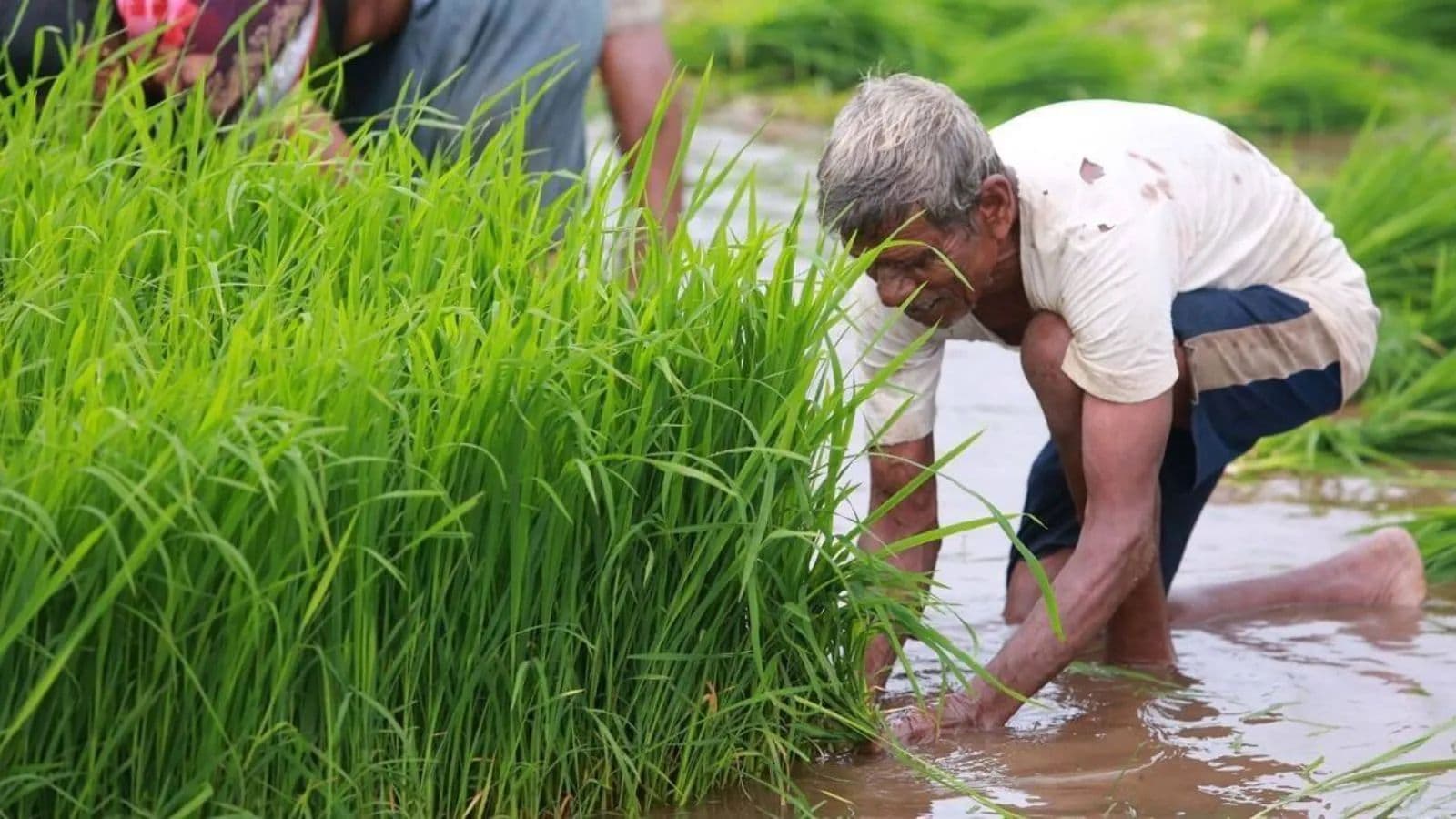 Maharashtra Farm Loan Waiver Conditions Rohit Pawar Hunger Strike Devndra Fadnavis