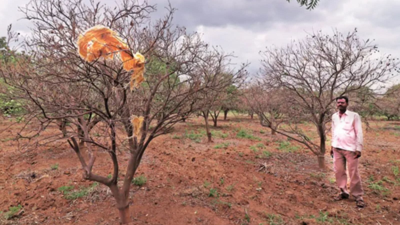 Maharashtra Water Conservation El Nino Groundwater Recharge Drought Preparedness