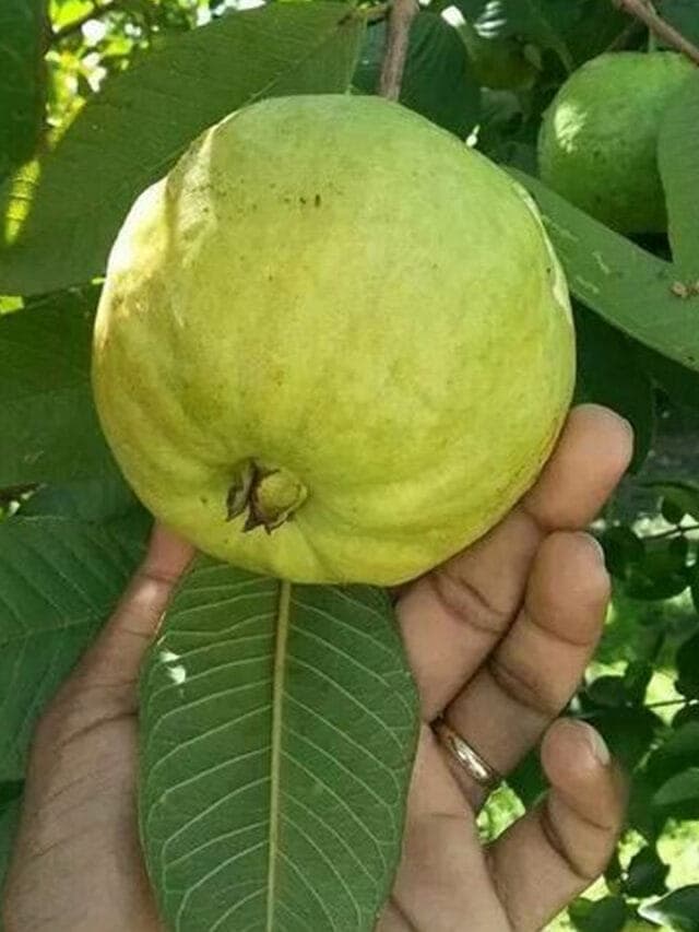 అబ్బో.. జామపండుది చిన్న కథ కాదుగా, లాభాల పుట్ట