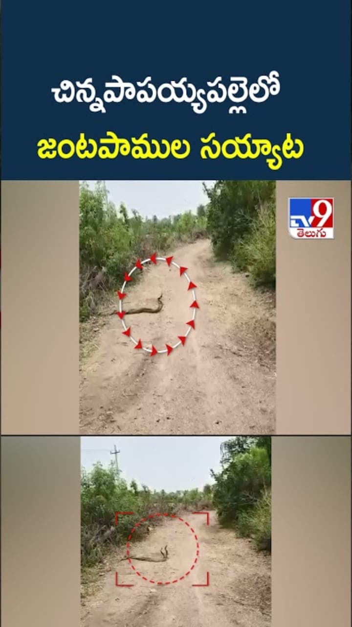 జంటపాముల సయ్యాట.. ఇదిగో వీడియో