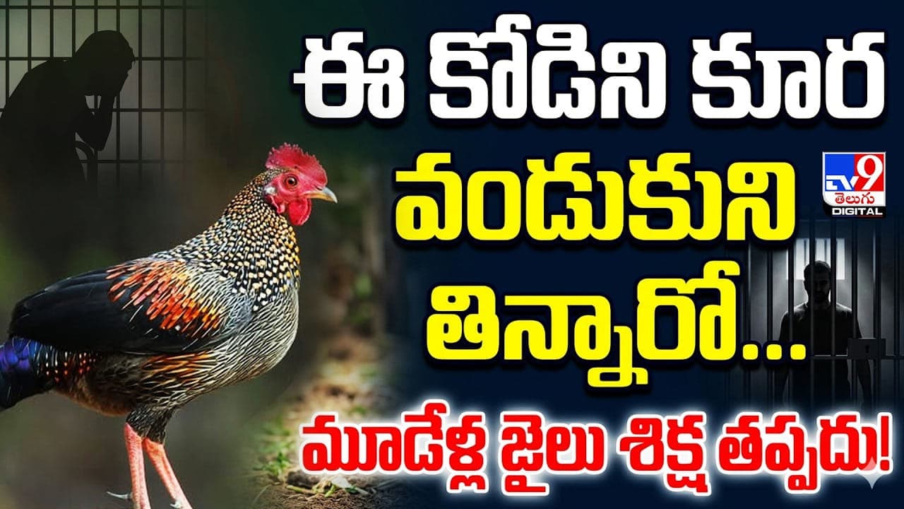 ఈ కోడిని కూర వండుకుని తిన్నారో.. మూడేళ్ల జైలు శిక్ష తప్పదు