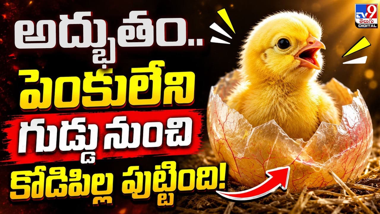 అద్భుతం.. పెంకులేని గుడ్డునుంచి కోడిపిల్ల పుట్టింది