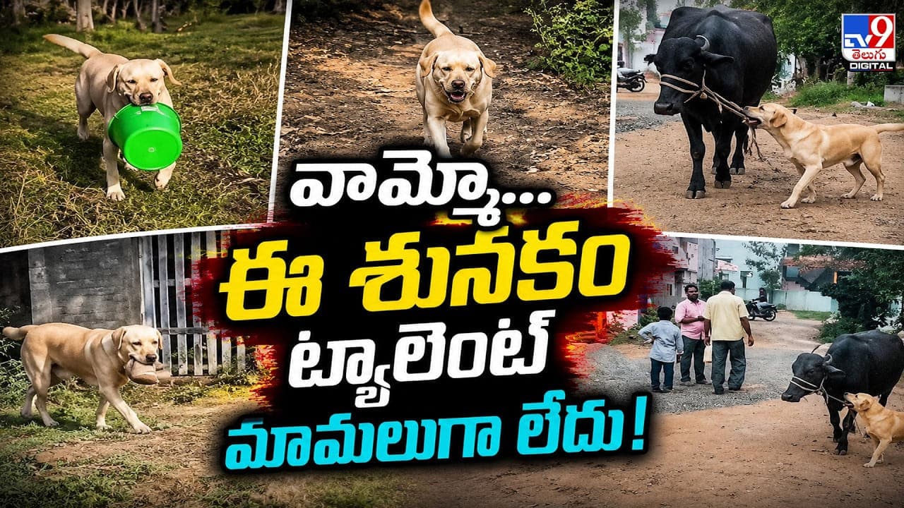 వామ్మో... ఈ శునకం ట్యాలెంట్ మామలుగా లేదు