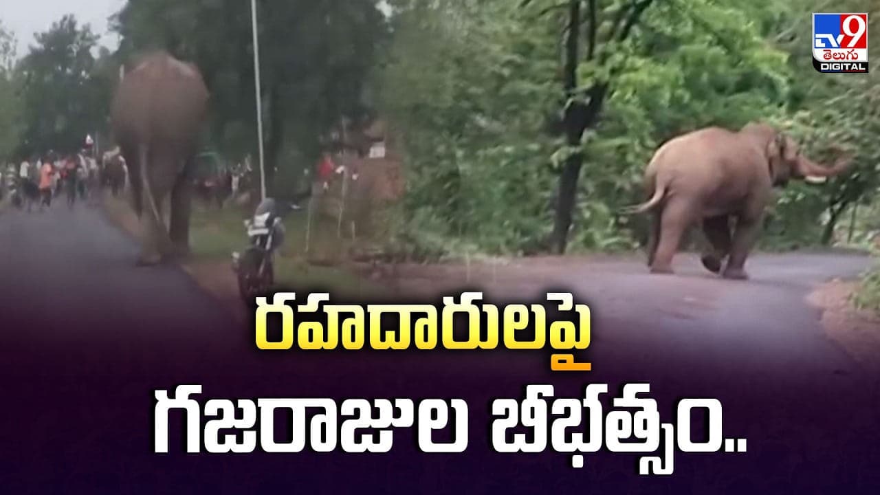 రహదారుల పై గజరాజుల బీభత్సం వీడియో