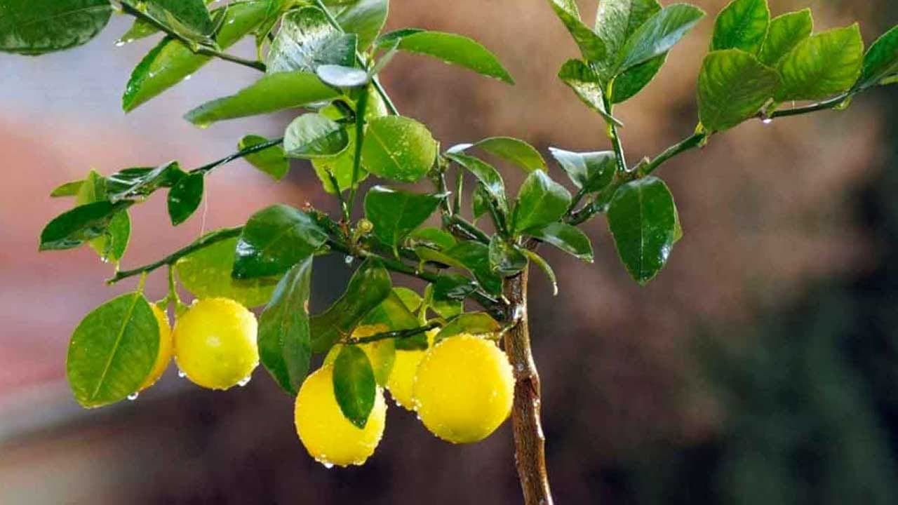 నిమ్మ చెట్లో ఇంట్లో పెంచుకోవడం మంచిదేనా